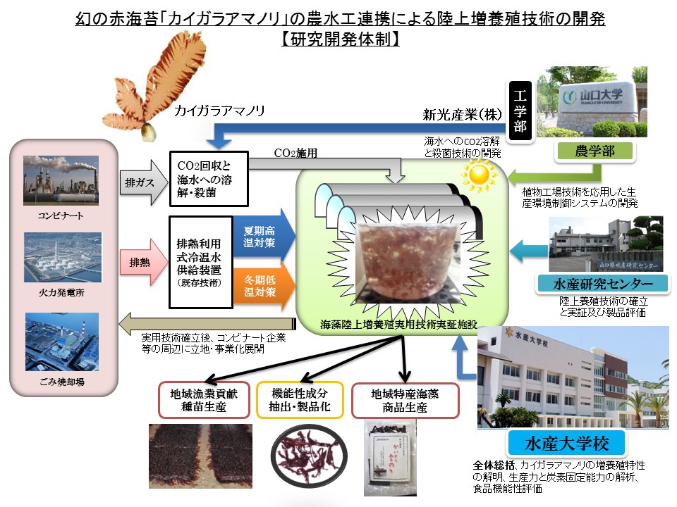 カイガラアマノリ　イメージ図.jpg
